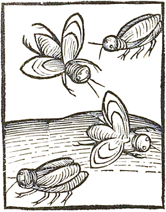 Johann Pruss, «Hortus sanitatis» Στρασβούργο 1497 (ξυλογραφία)