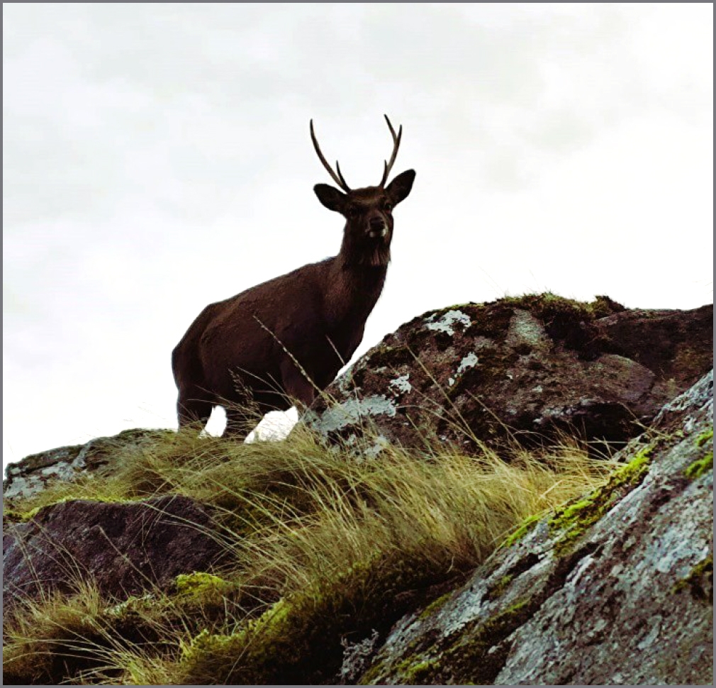 Eλάφι στα βουνά του Γκλένταλοκ (Glendalough) – Δεκέμβριος 2025.