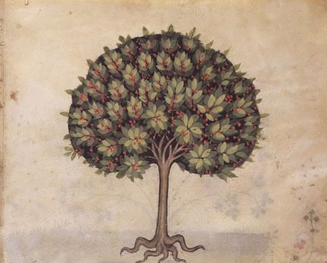 Εικόνα από την "Historia Plantarum" ( Μιλάνο 1395/1400) εικονογραφημένο από τους Giovannino και Salomone de' Grassi