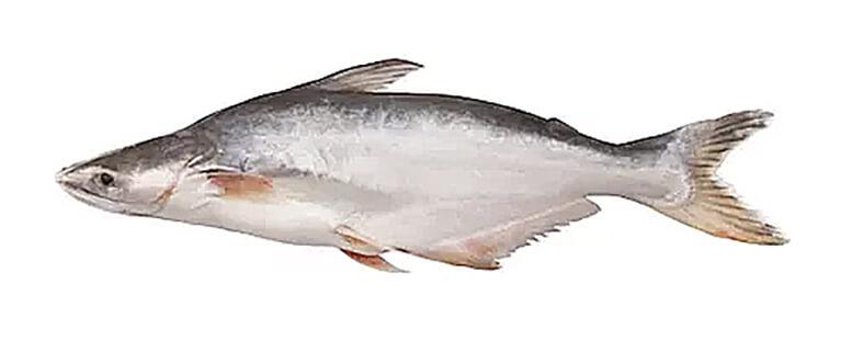 Το λευκό ψάρι της Τανζανίας