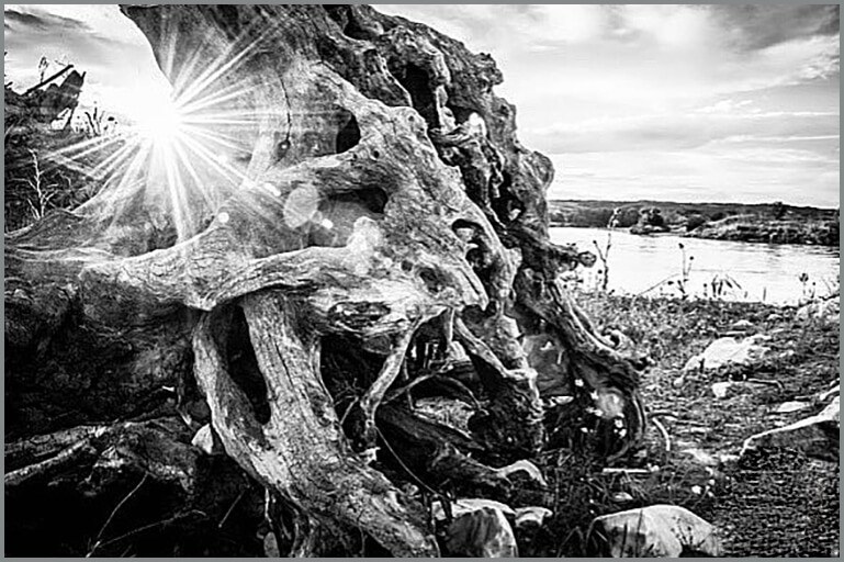 Κορμός δέντρου που μετέφερε το ποτάμι και ξέβρασε στις όχθες του. Τοποθεσία μεταξύ Πολυκάστρου-Αξιουπόλης (φωτ.: Σωκράτης Μουρατίδης)