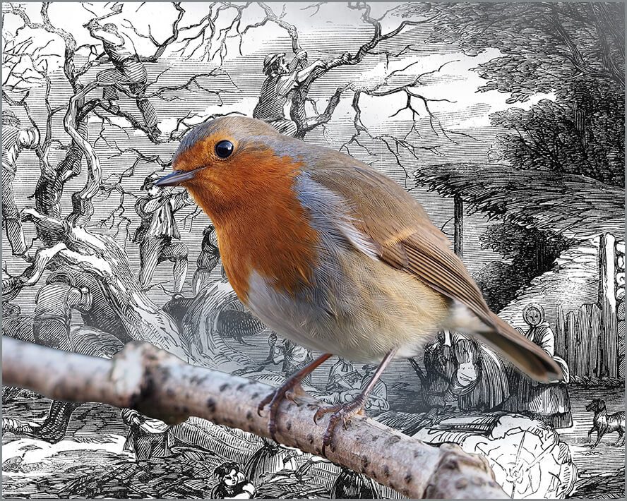 Ένας κοκκινολαίμης στην αυλή μου