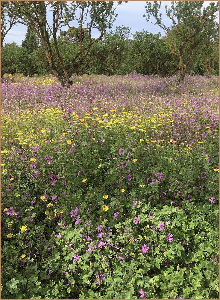 Αποικίες Malva sylvestris και Chrysanthemum coronarium.