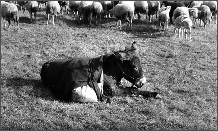 Από την  ταινία «Αu hasard Balthazar» του Bresson (1966)