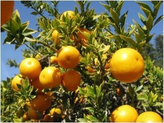 Το δέντρο γιούζου με τους καρπούς του
